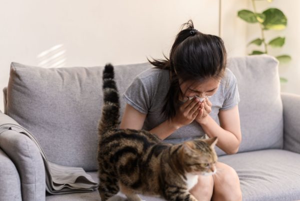 Air Purification Solutions for Allergy and Asthma Relief in Englewood, Florida