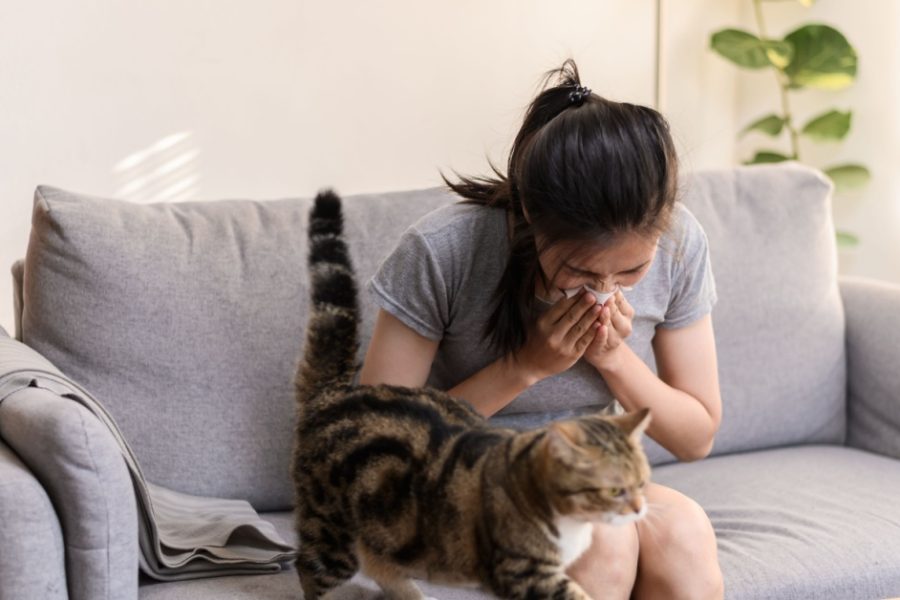 Air Purification Solutions for Allergy and Asthma Relief in Englewood, Florida